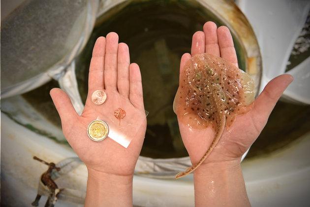 Robot stingray made from rat hearts and gold can swim