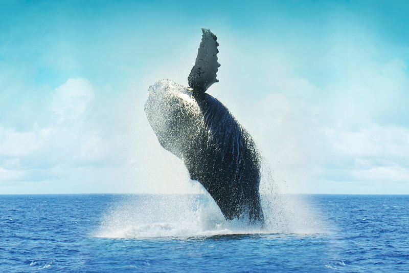 Whale phishing on the rise: Security industry exec offers advice
